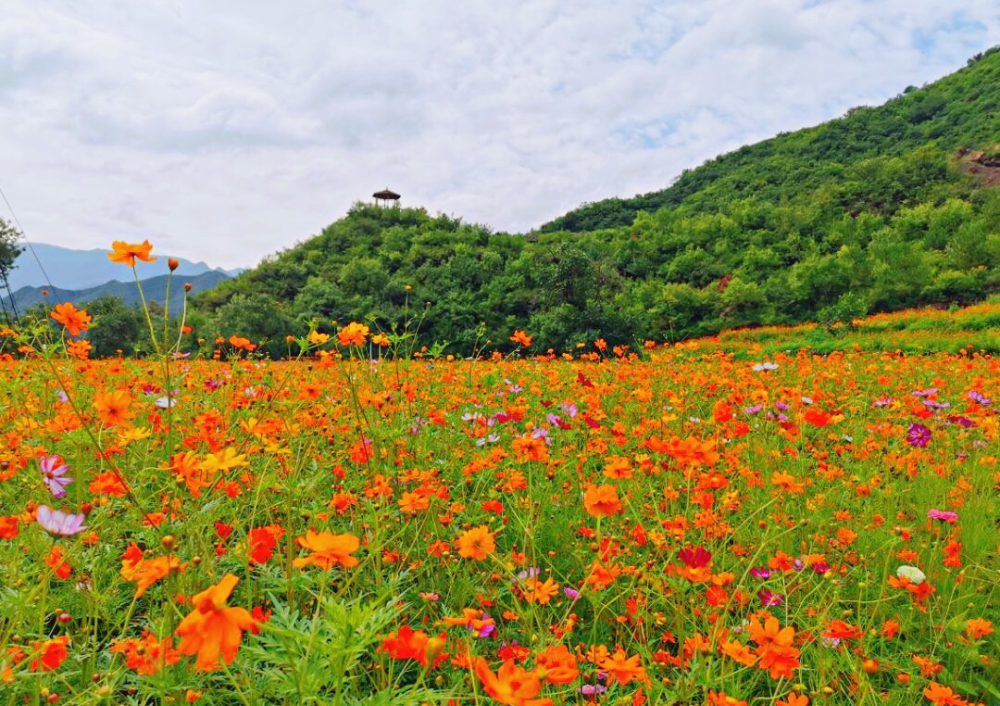 黑色煤村变身网红打卡地门头沟这个花海值得一去