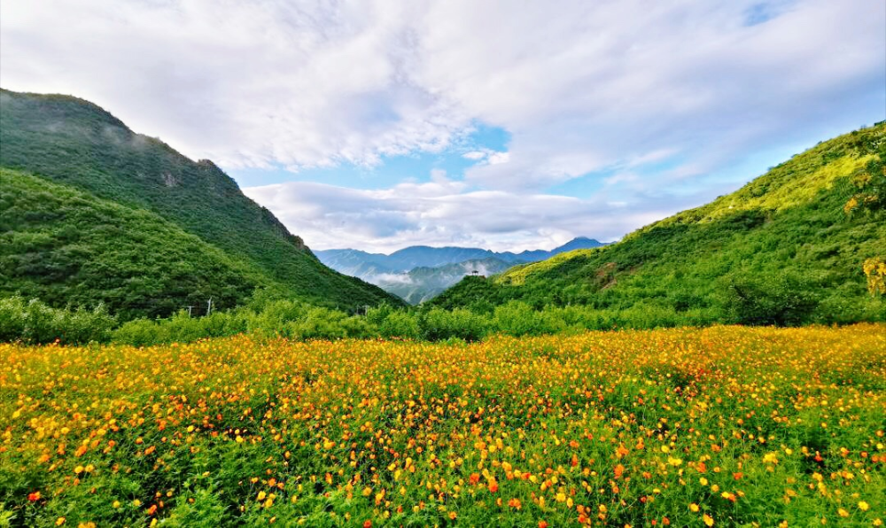 门头沟区|黑色煤村变身“网红打卡地”，门头沟这个花海值得一去
