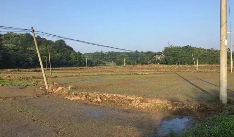 桃英|舒城：许召国——永不褪色的桃花……！