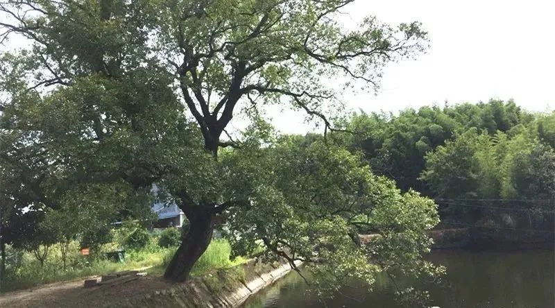 桃英|舒城：许召国——永不褪色的桃花……！