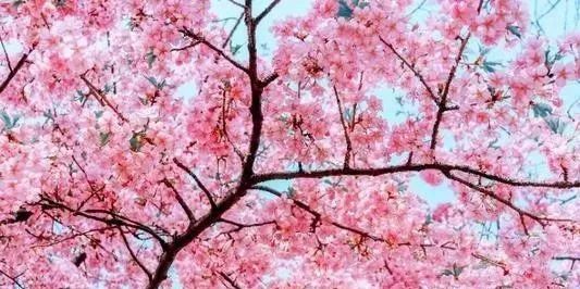 桃英|舒城：许召国——永不褪色的桃花……！