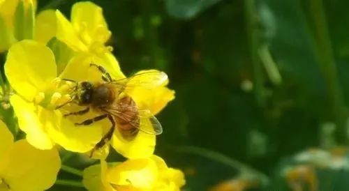桃英|舒城：许召国——永不褪色的桃花……！