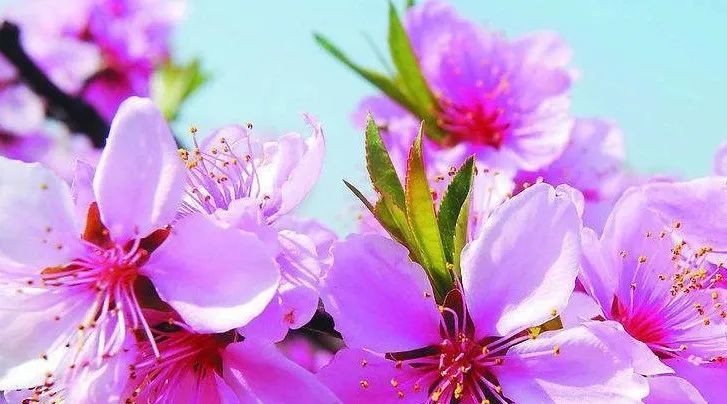 桃英|舒城：许召国——永不褪色的桃花……！