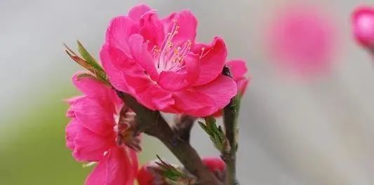 桃英|舒城：许召国——永不褪色的桃花……！