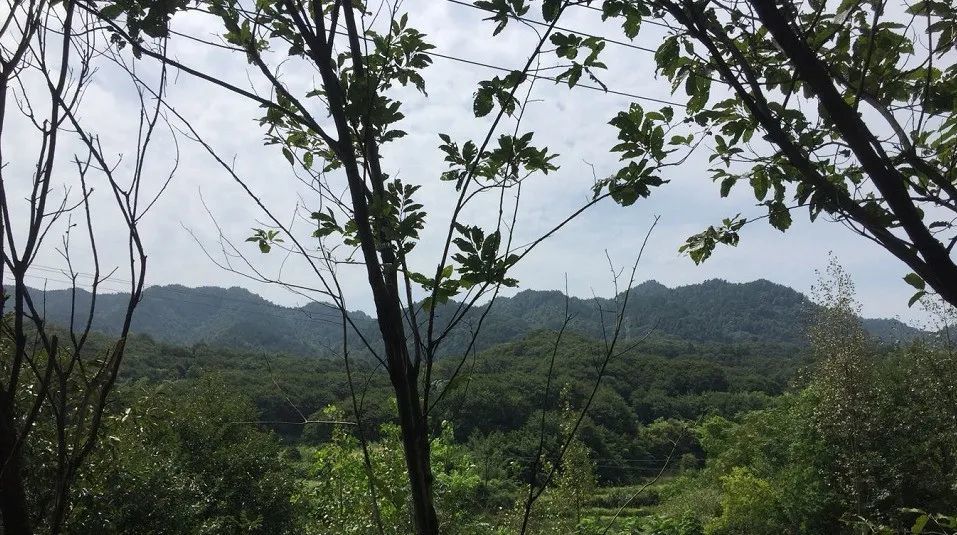 桃英|舒城：许召国——永不褪色的桃花……！