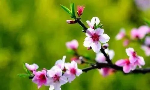 桃英|舒城：许召国——永不褪色的桃花……！