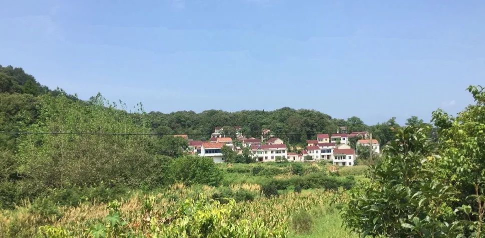 桃英|舒城：许召国——永不褪色的桃花……！