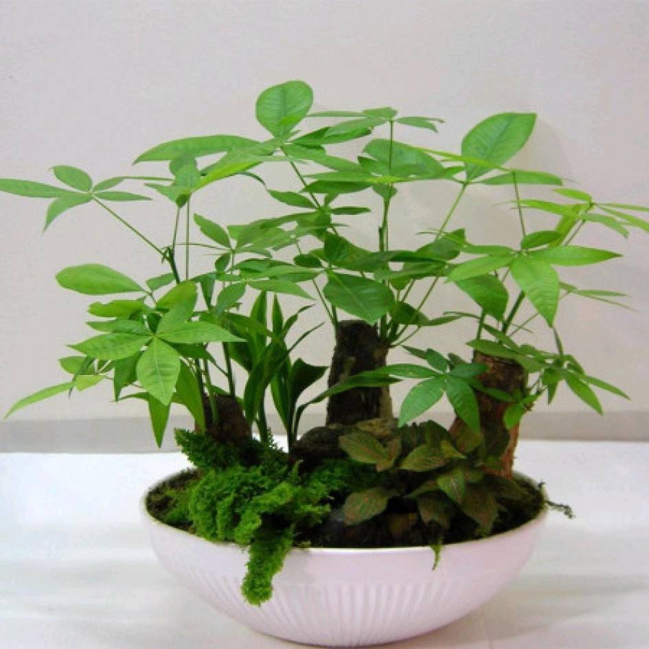 发财树|养发财树，老花农教几招，让叶子长得油亮肥厚！