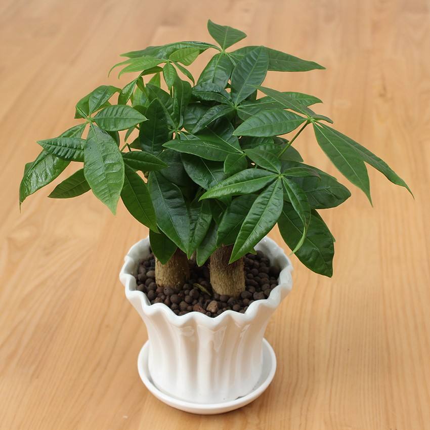 发财树|养发财树，老花农教几招，让叶子长得油亮肥厚！