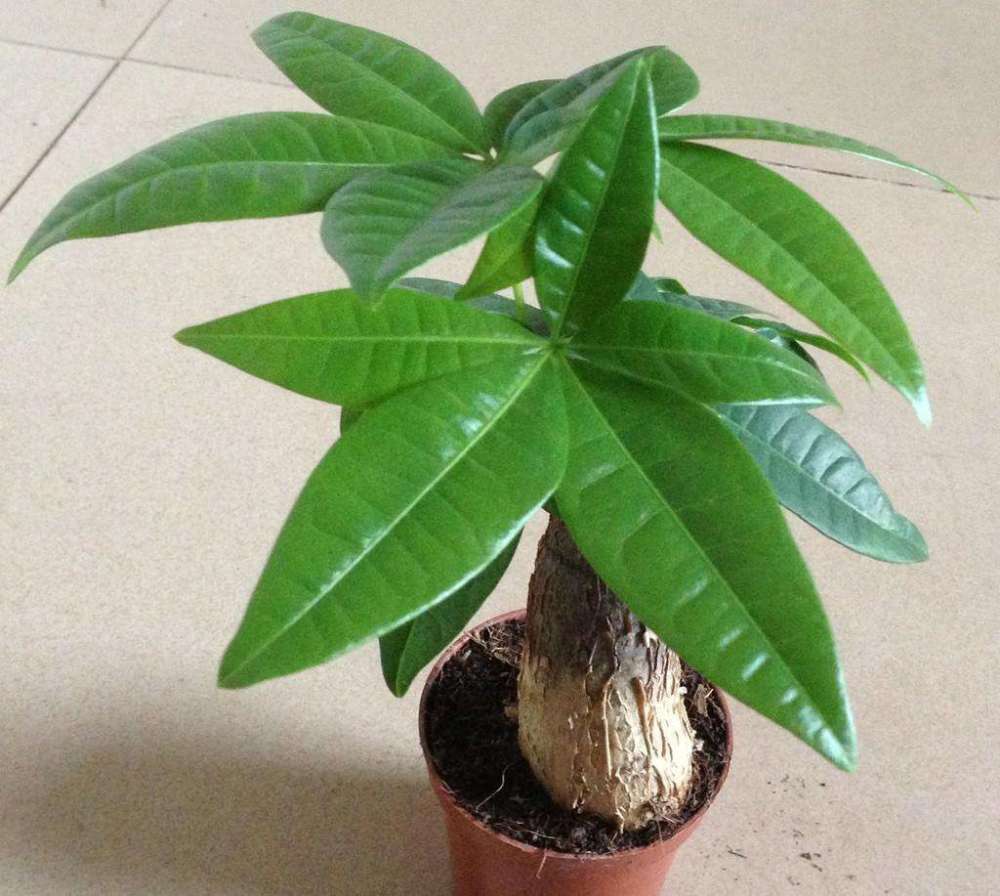 发财树|养发财树，老花农教几招，让叶子长得油亮肥厚！