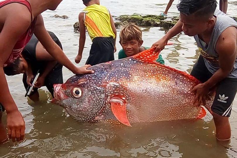 這種魚叫做月魚,很有可能是地震衝擊波驚嚇到了它,導致它浮出水面