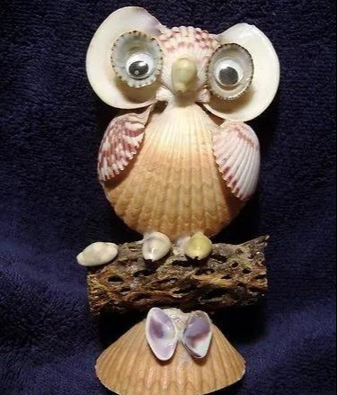 用贝壳做手工 腾讯网