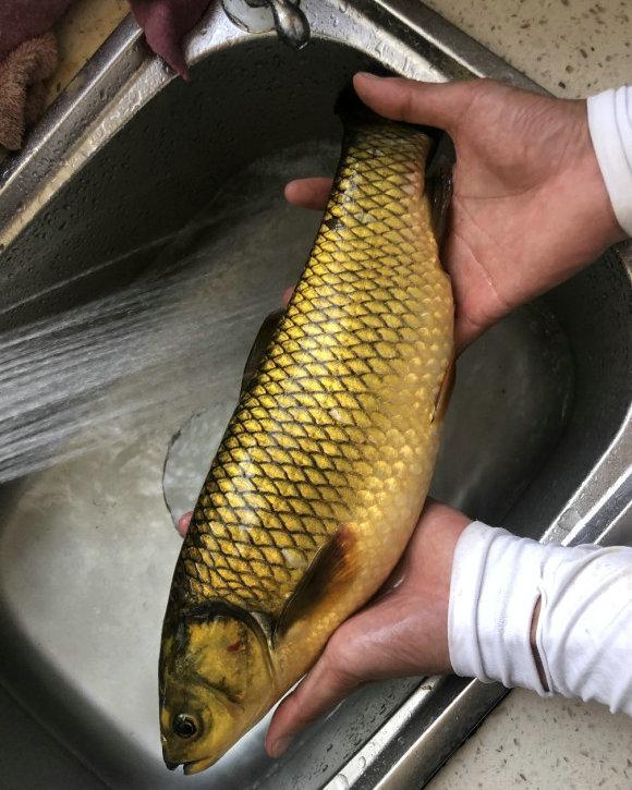 贵州钓鱼人,山涧里钓起大草鱼,颜色蜡黄,这能吃吗?