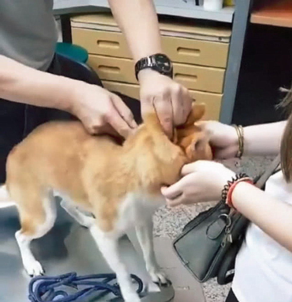 柴犬|柴犬打针时都不闹腾，女子正感到纳闷时，随后却直言扛不住了
