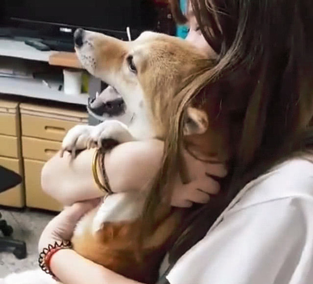 柴犬|柴犬打针时都不闹腾，女子正感到纳闷时，随后却直言扛不住了