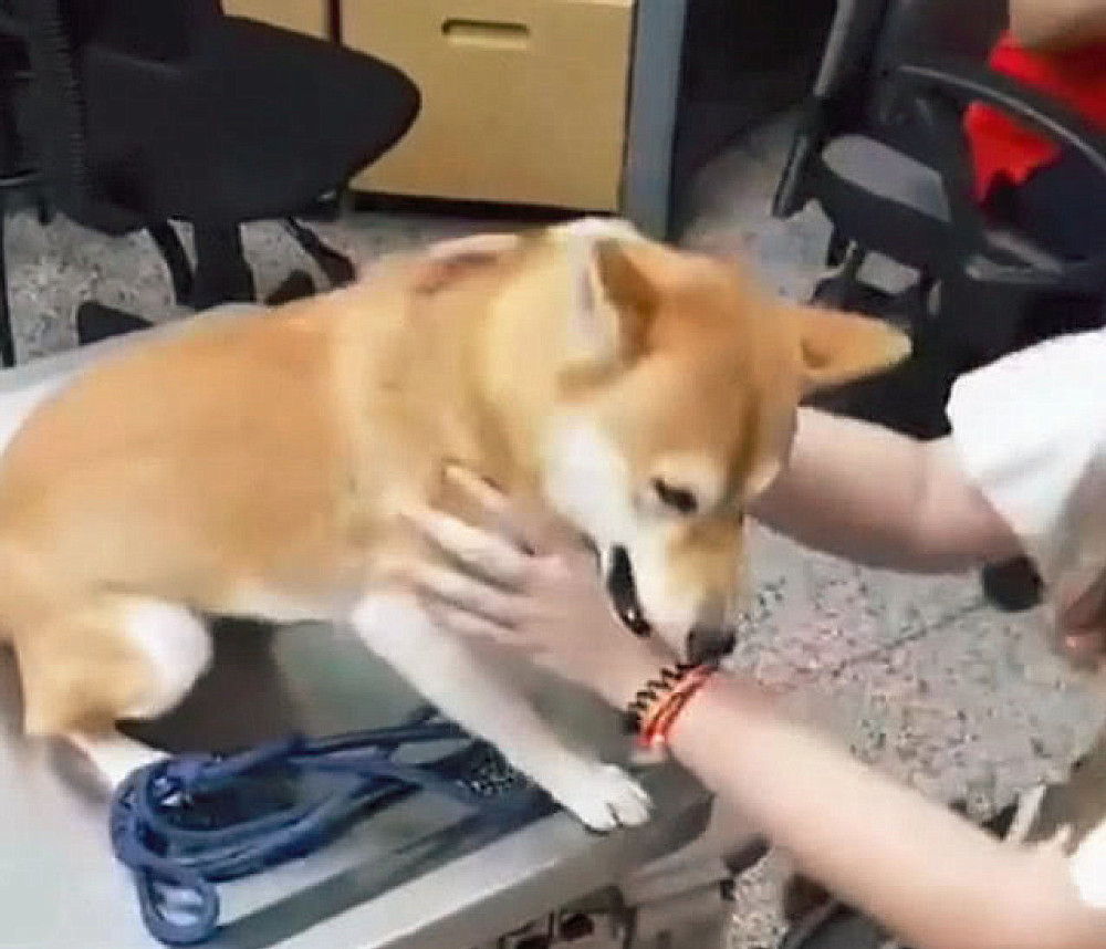 柴犬|柴犬打针时都不闹腾，女子正感到纳闷时，随后却直言扛不住了