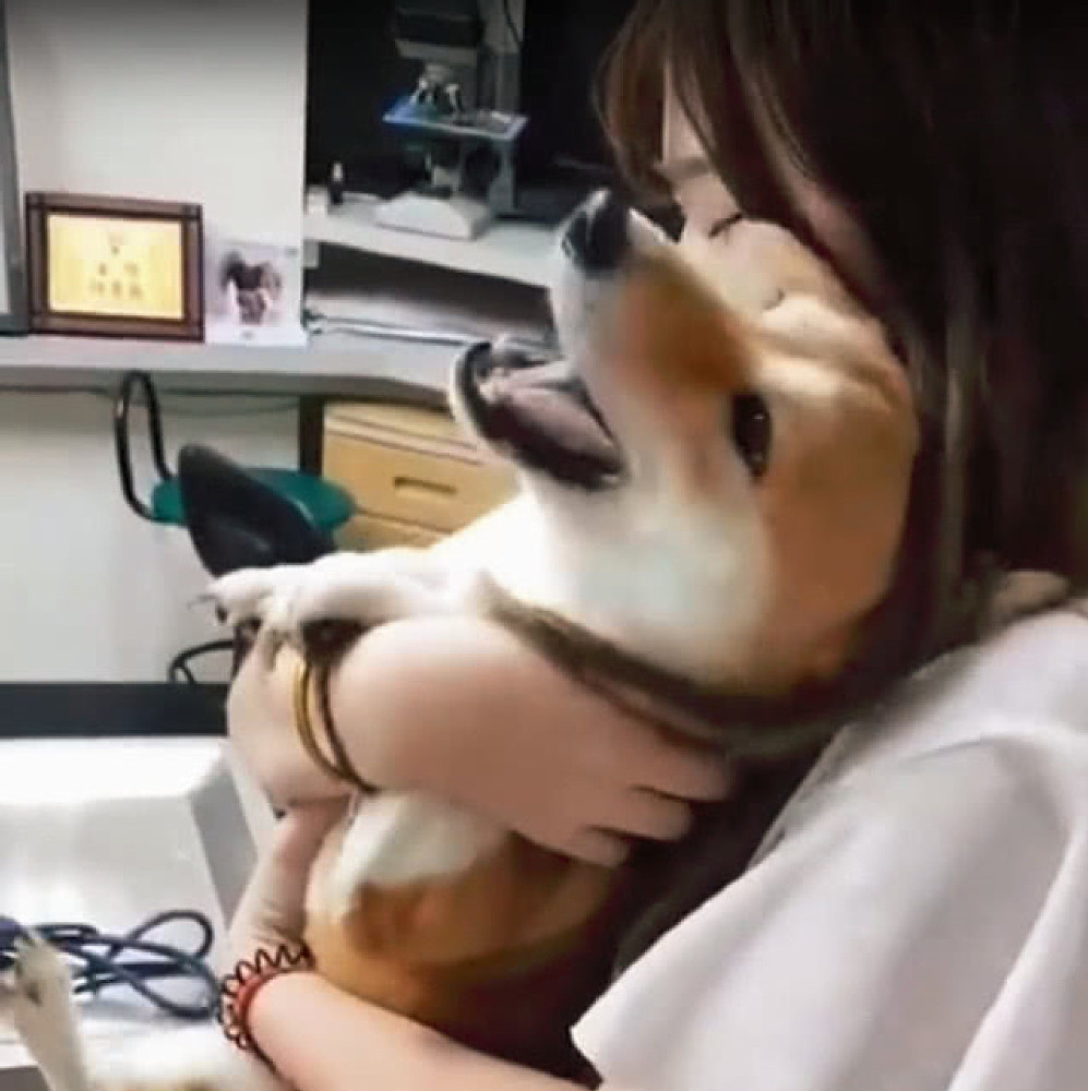 柴犬|柴犬打针时都不闹腾，女子正感到纳闷时，随后却直言扛不住了