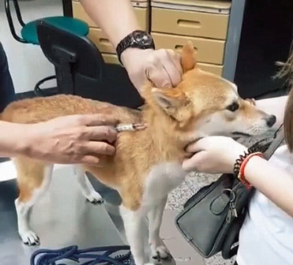 柴犬|柴犬打针时都不闹腾，女子正感到纳闷时，随后却直言扛不住了
