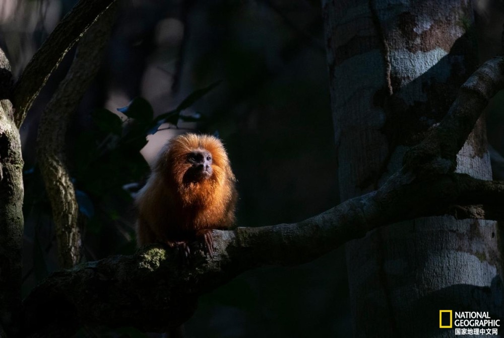 灭绝|拿什么保护你？濒临灭绝的金狮面狨