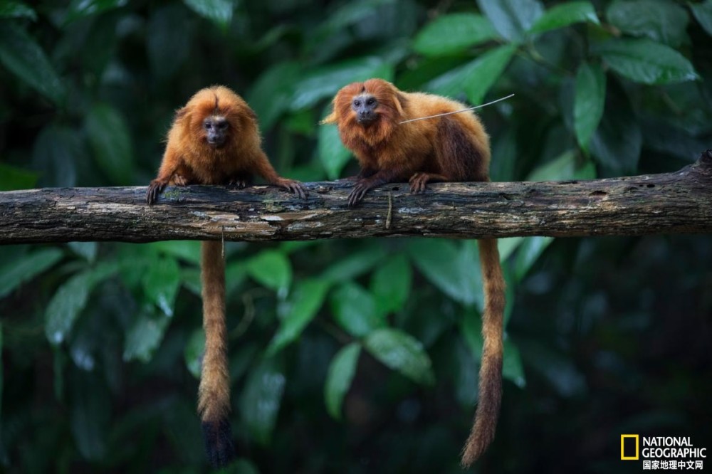 灭绝|拿什么保护你？濒临灭绝的金狮面狨