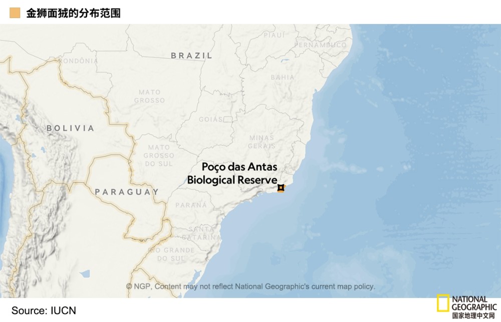 灭绝|拿什么保护你？濒临灭绝的金狮面狨