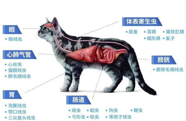 定期帮猫咪驱虫 告别跳蚤不是梦 腾讯新闻