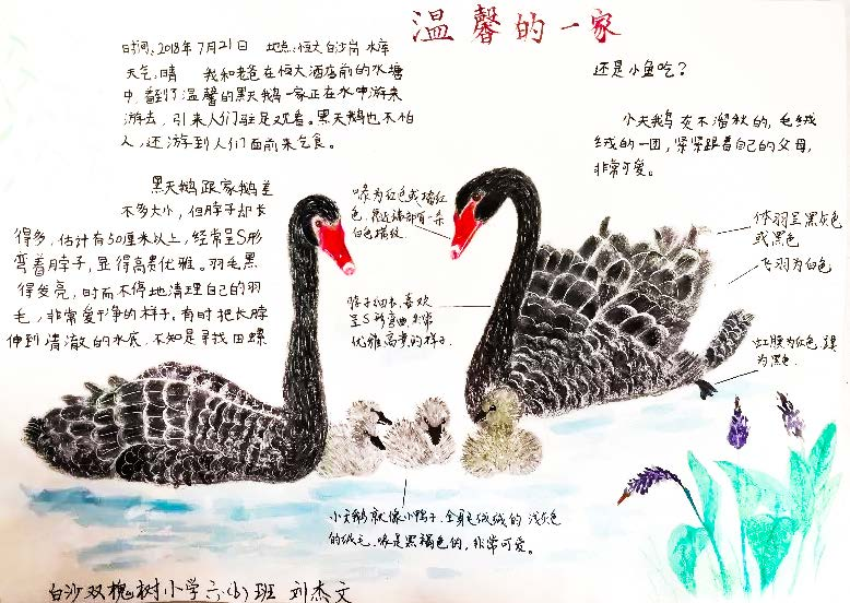 大小黑天鹅的外形观察得很仔细,大天鹅的羽毛,喙,颜色形状都观察到了