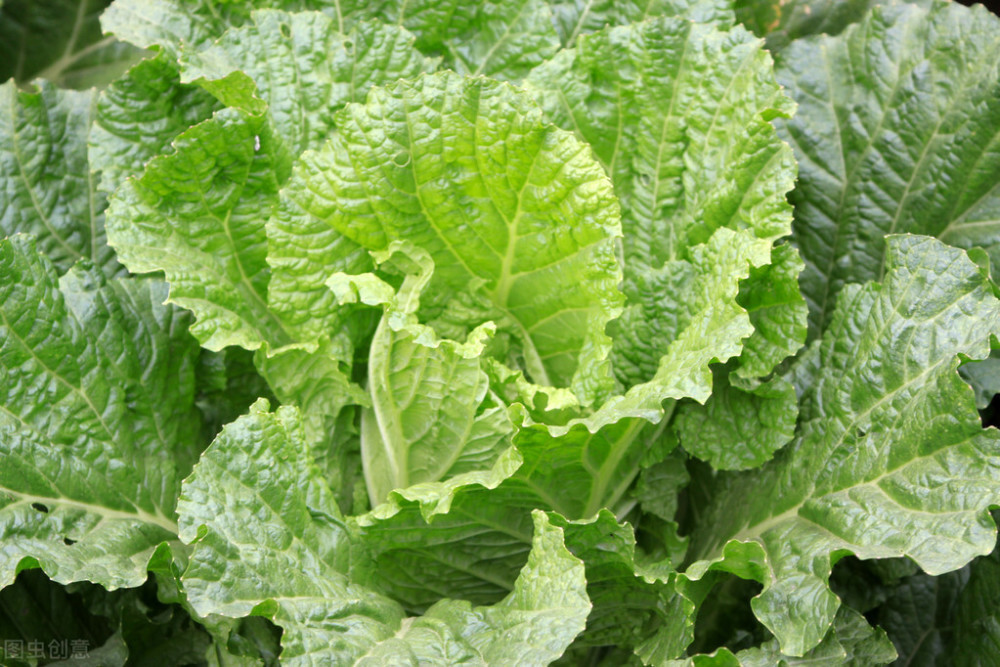 蔬菜|9～12月种植什么蔬菜才能适应天气，为菜农们增加收入呢？