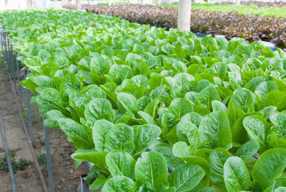 蔬菜|9～12月种植什么蔬菜才能适应天气，为菜农们增加收入呢？