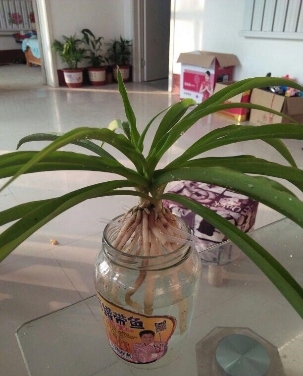 吊兰水培有方法,做对了根系粗,有精神,状态非常好