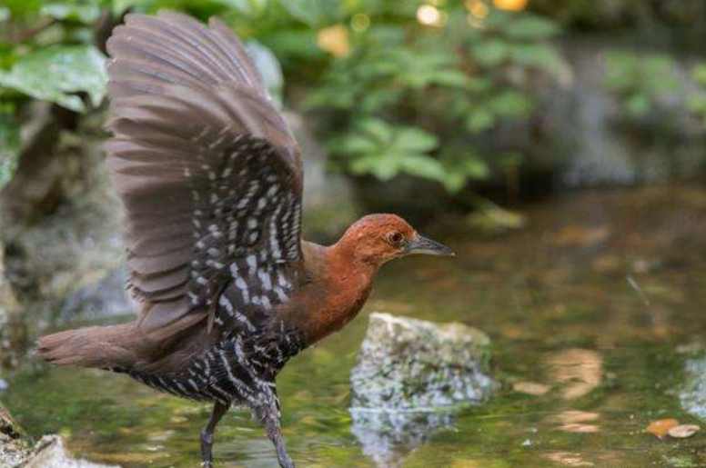 地球|2020年地球怎么了？已灭绝多年的动物接连出现，难道物种在轮回？