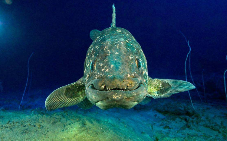 地球|2020年地球怎么了？已灭绝多年的动物接连出现，难道物种在轮回？