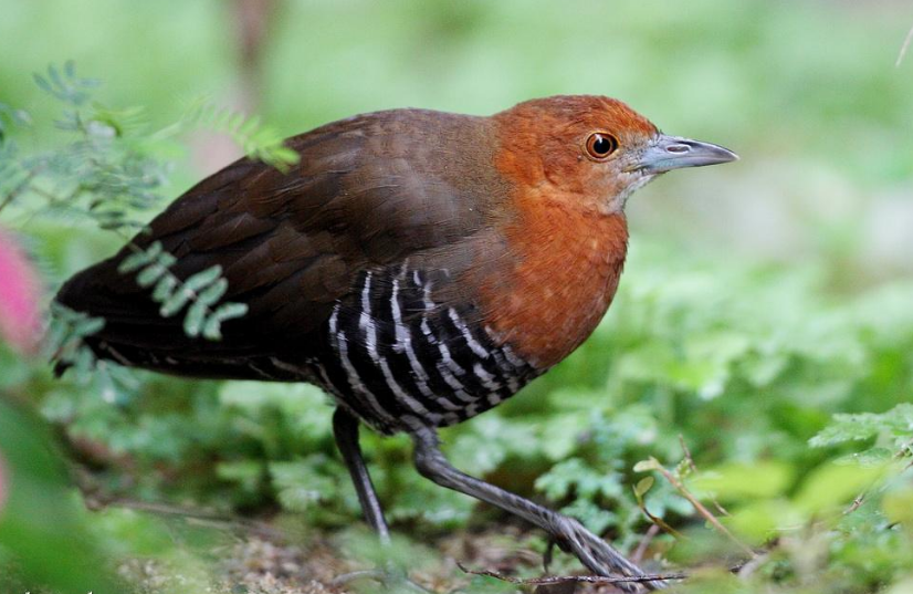 地球|2020年地球怎么了？已灭绝多年的动物接连出现，难道物种在轮回？