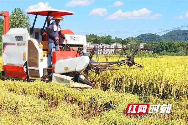 武冈 又是一年稻谷黄田间地头秋收忙 农机 湾头桥镇 稻谷 武冈市 水稻 收割机
