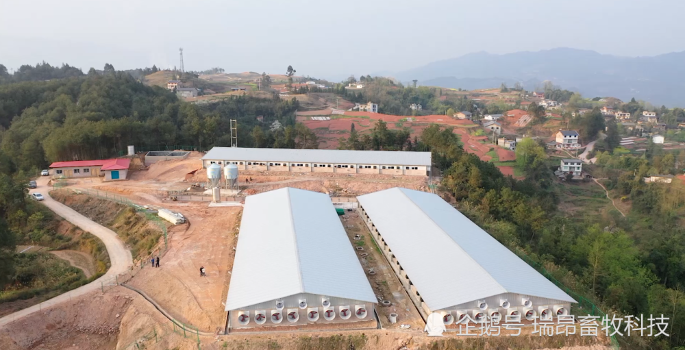 猪场|养猪常见三大误区，不注意损失百万