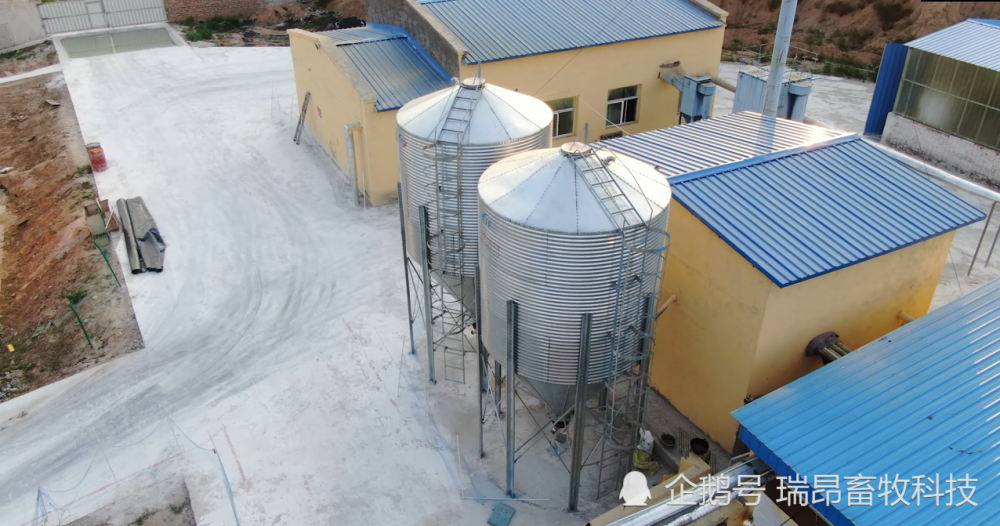 猪场|养猪常见三大误区，不注意损失百万