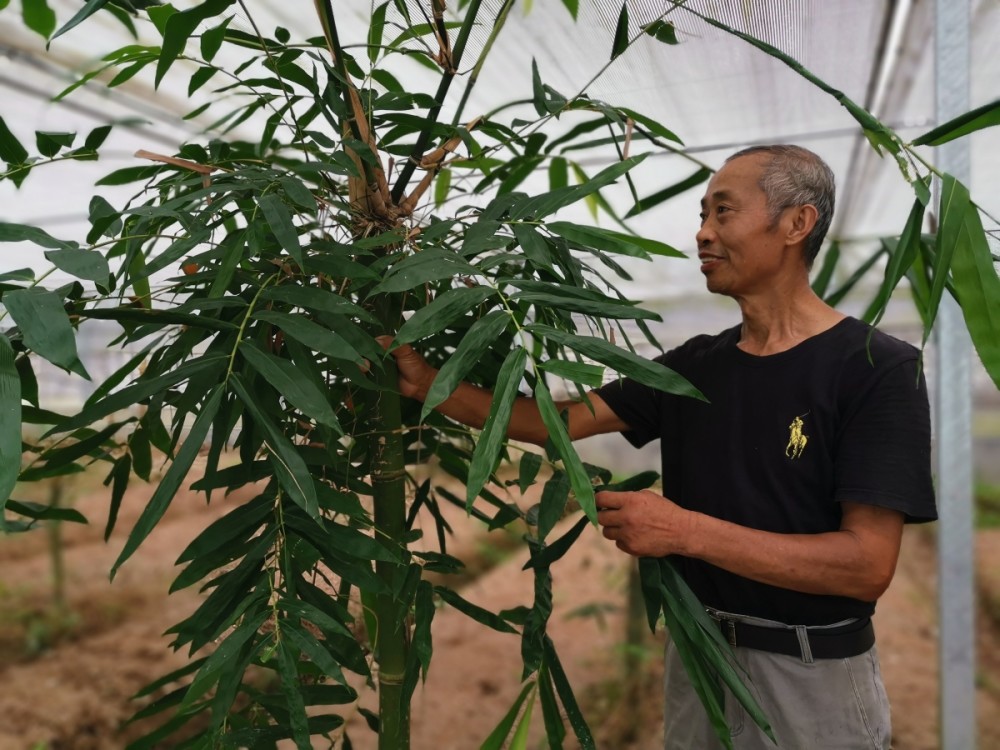 溪口雷笋大王种出像甘蔗一样生吃的笋令人期待