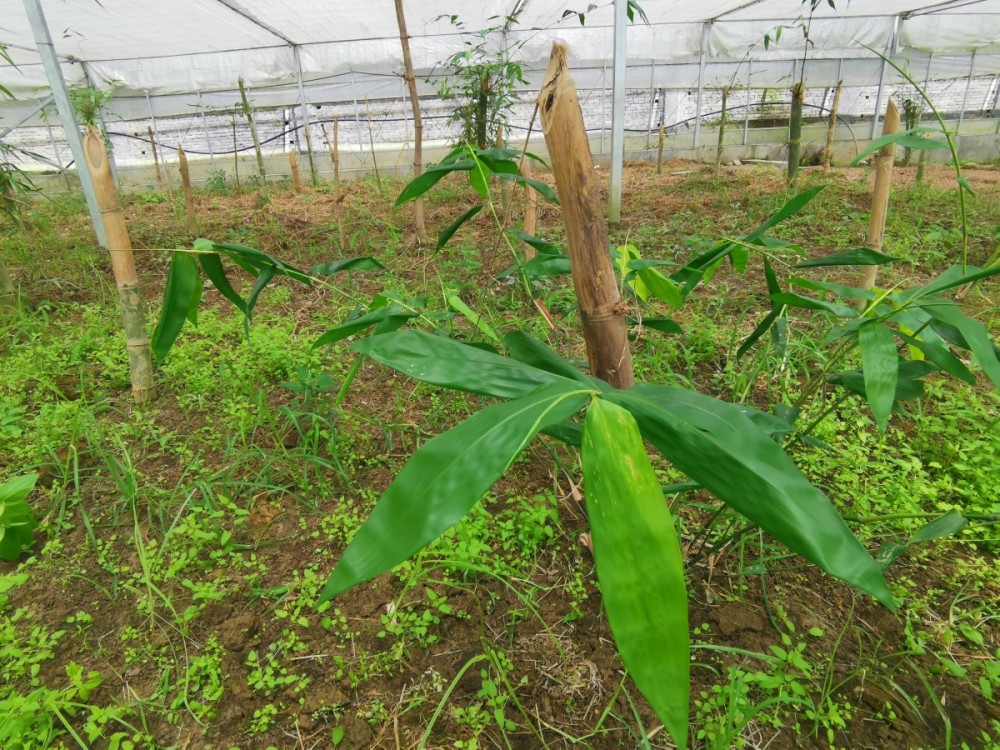 虞如坤钻研雷笋种植技术近40年,是溪口有名的"雷笋大王",去年还被评为