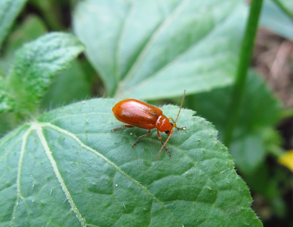 甜瓜上出现黄守瓜属于刺吸式口器害虫吗