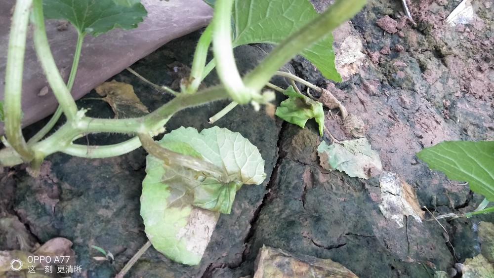 甜瓜經雨水泡過,葉子莖發陰,這是咋回事