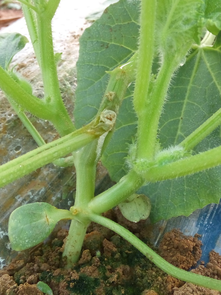 甜瓜经雨水泡过,叶子茎发阴,这是咋回事