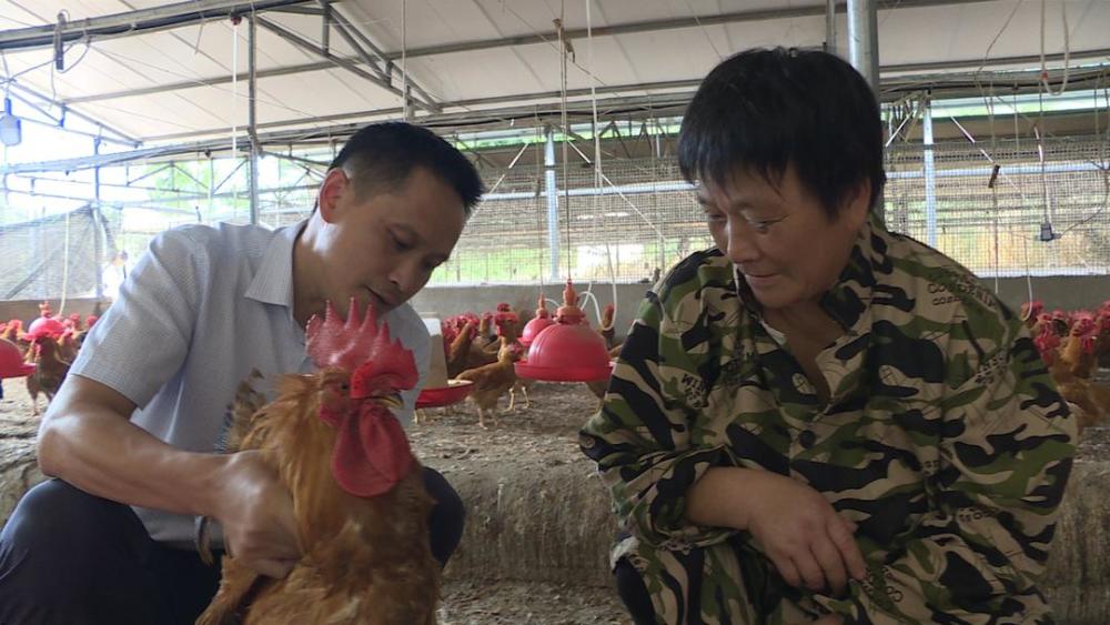 一年收入两三万,加上公司提供技术,他在家里养鸡和土地流转,这又多了