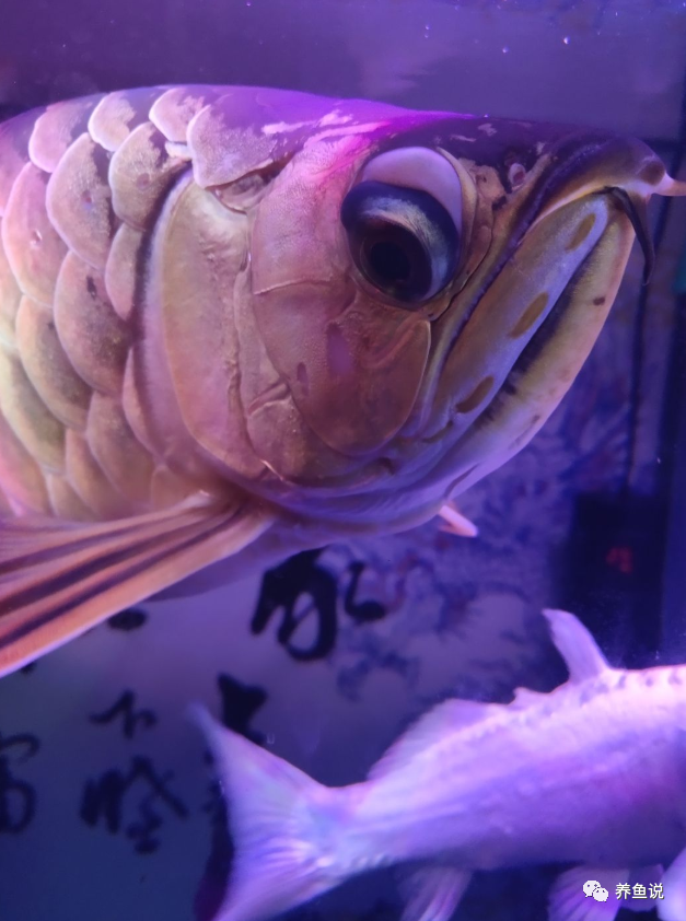 龙鱼眼睛结构特殊,养着养着就掉眼了,怎么给它们做预防治疗呢?