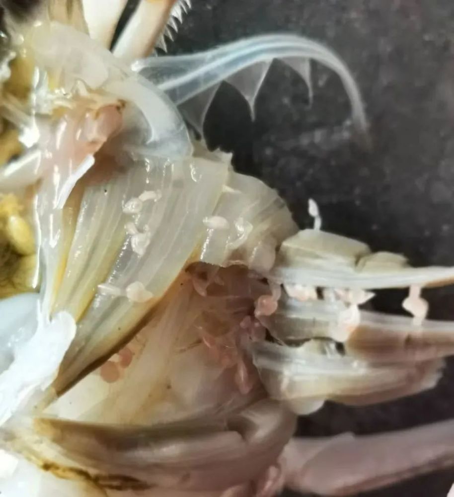 螃蟹腮上的寄生虫图片