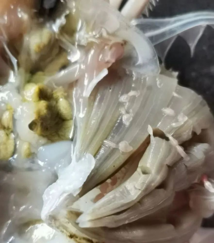 买来的新鲜梭子蟹腮上长寄生虫不敢吃直接丢掉到底是什么东西