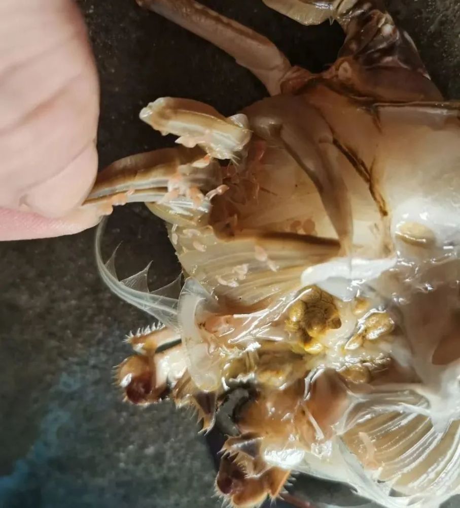 买来的新鲜梭子蟹腮上长寄生虫不敢吃直接丢掉到底是什么东西