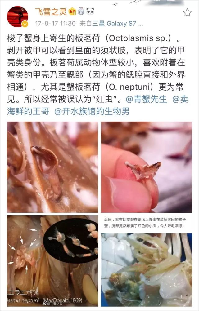 买来的新鲜梭子蟹腮上长"寄生虫",不敢吃直接丢掉!到底是什么东西?