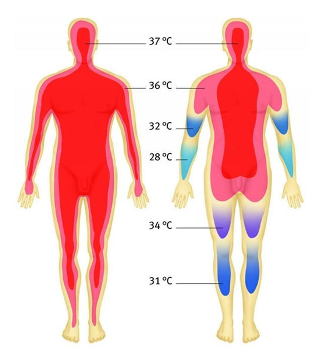 人体皮肤的温度很大程度上受气温的影响