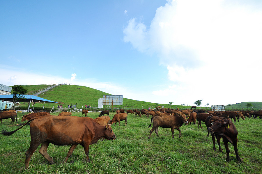 以前一些养牛场修建在水源附近,的确有着污染水源的风险,这些牛场被迫