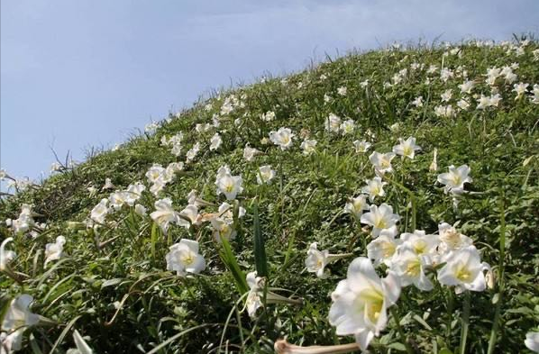 王玥朗诵《心田上的百合花》